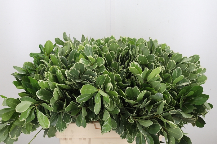 <h4>Pittosporum Ilan</h4>