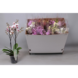 PHAL MF GEM 5 KL