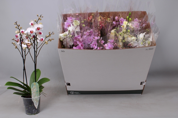 <h4>PHAL MF GEM 5 KL</h4>