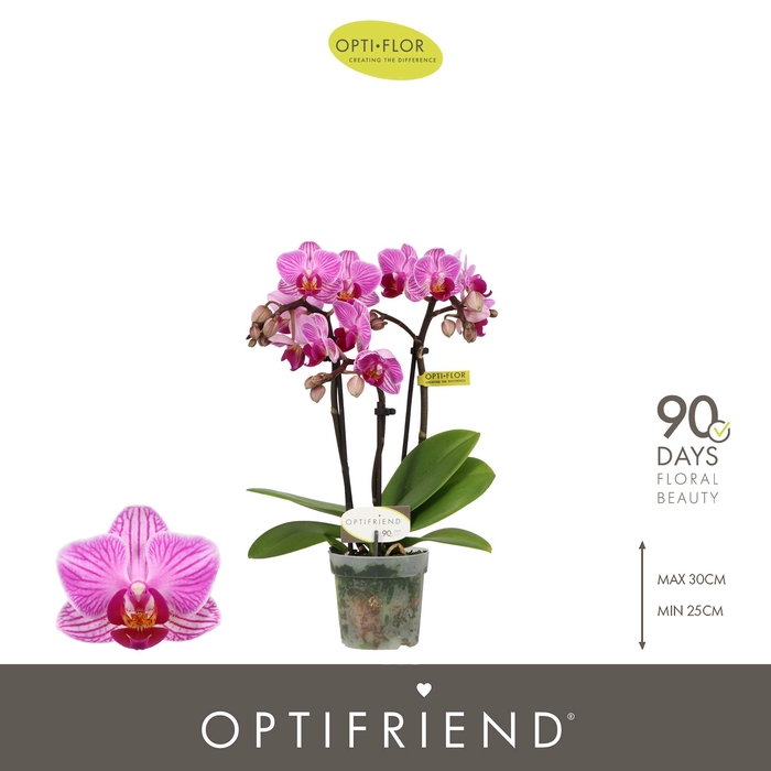 <h4>Optifriend Lotte 3 spike</h4>