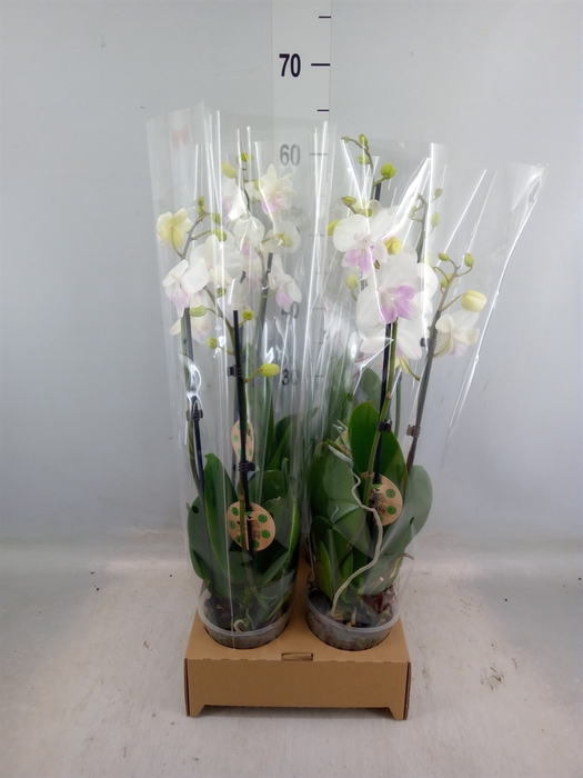 <h4>Phalaenopsis   ...</h4>