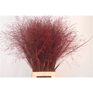 Siergras Ov Klb Bordeaux