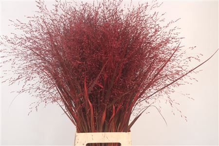 <h4>Siergras Ov Klb Bordeaux</h4>