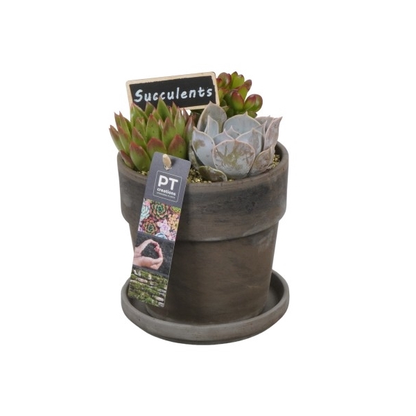 <h4>PTSU6150 Arrangement Succulent in terracotta pot</h4>