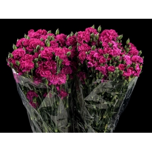 Dianthus Lilipot Forever Solomio