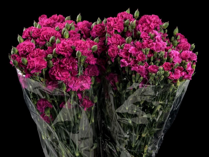 <h4>Dianthus Lilipot Forever Solomio</h4>