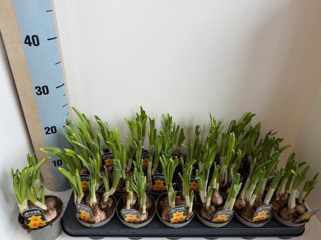 <h4>NARC C JETFIRE</h4>