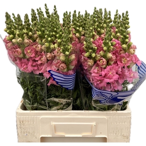 Antirrhinum Double Pink 60cm