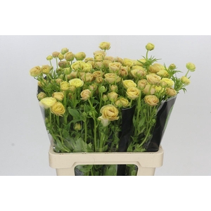 Ranunculus Moderna Miele