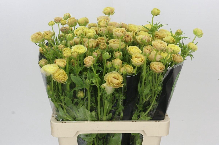 <h4>Ranunculus Moderna Miele</h4>