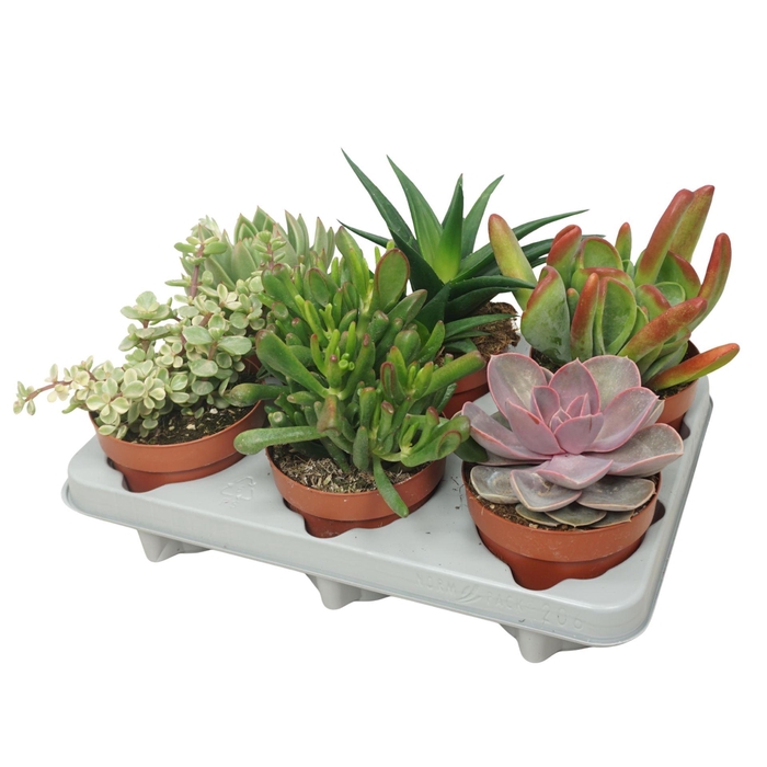 <h4>Succulents   ...</h4>