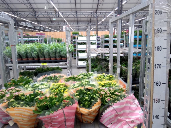 <h4>Kalanchoe blos.   ..rosebud mix  5</h4>