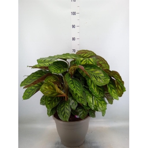 Calathea  'Flamestar'