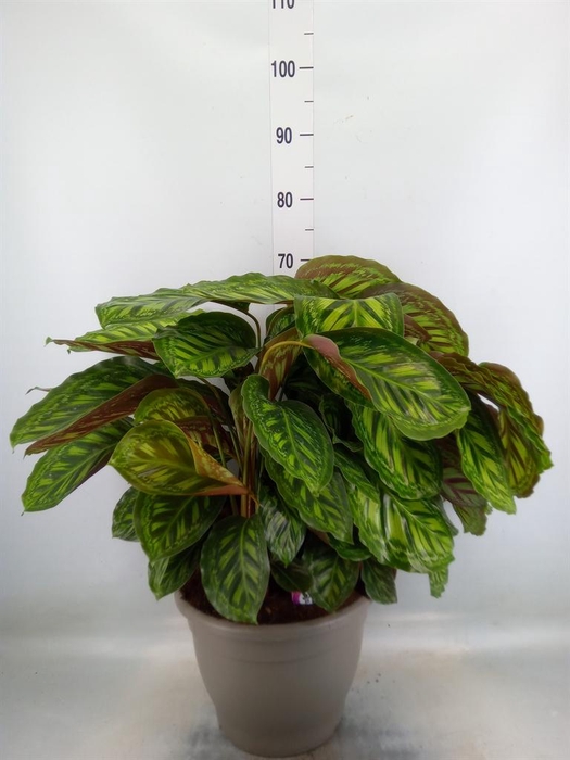 <h4>Calathea  'Flamestar'</h4>