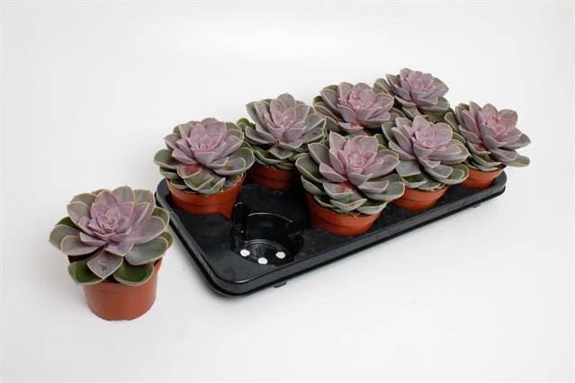 <h4>Echeveria Perle von Nurnberg</h4>