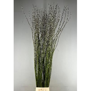 Salix Snow Flake 220cm