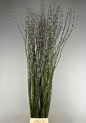 Salix Snow Flake 220cm