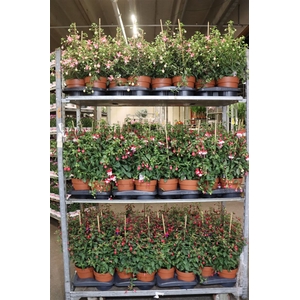 arr8 Fuchsia Bel F Mixkar 1 Klr Per Tray