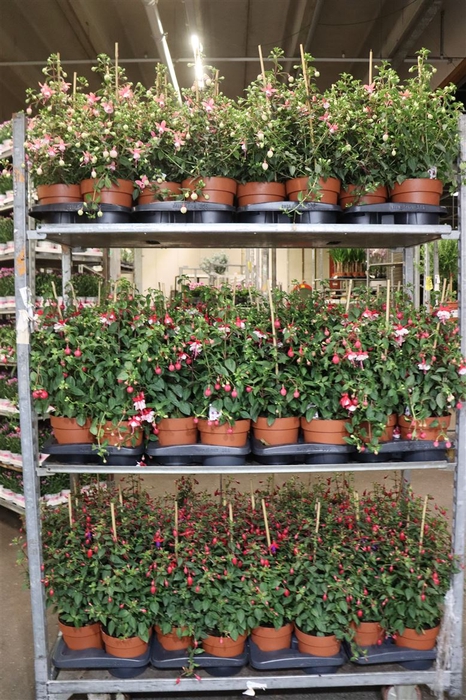 <h4>Fuchsia Bel F Mixkar 1 Klr Per Tray</h4>