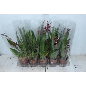 ONCIDIUM BARROCCO RED P12
