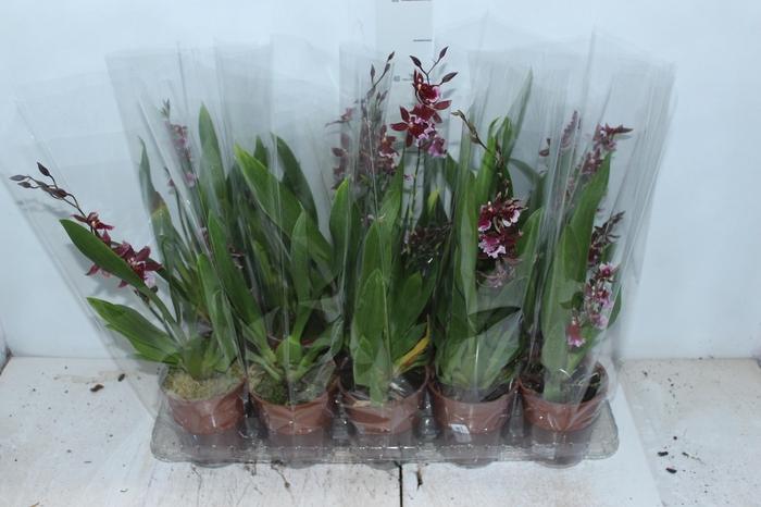 <h4>ONCIDIUM BARROCCO RED P12</h4>