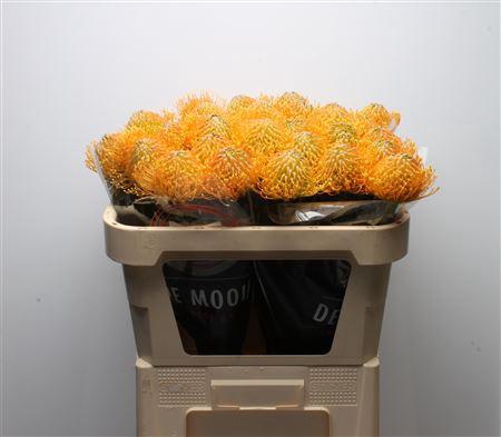 <h4>Leuco Catherina</h4>