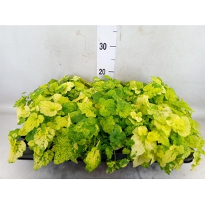 Tolmiea menziesii ...variegated