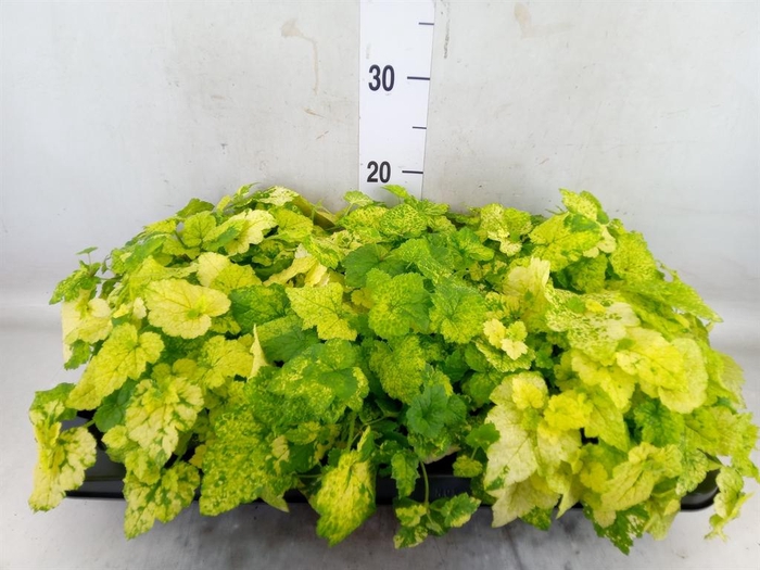 <h4>Tolmiea menziesii ...variegated</h4>