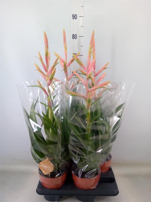 <h4>Tillandsia  'Dolce'</h4>