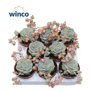 Echeveria Lola (Flowering)