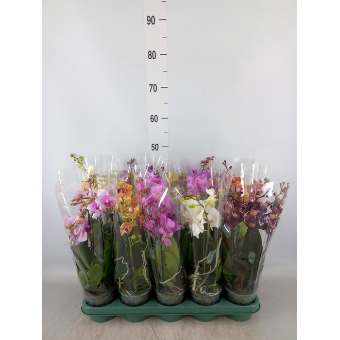 <h4>Phalaenopsis multi. ...mix 5</h4>