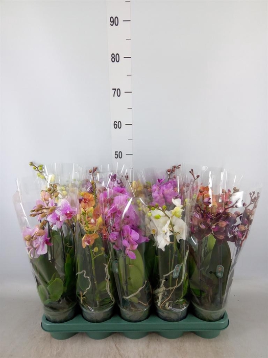 Phalaenopsis multi.   ...mix  5