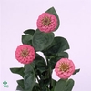 ZINNIA LILL ROSE