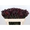 Leucadendron Saf Sunset Dark R.