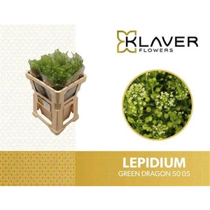 Lep Vi Green Dragon