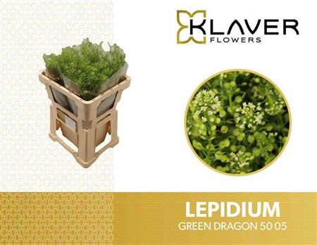 <h4>Lep Vi Green Dragon</h4>