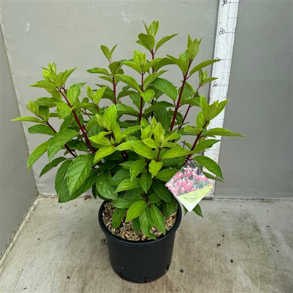 <h4>hydrangea paniculata pinky winky p30 / 12 ltr</h4>