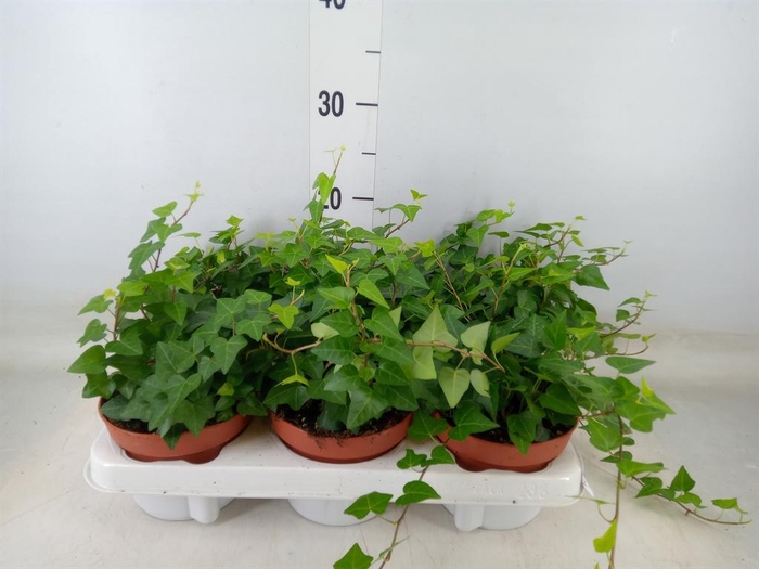 <h4>Hedera helix 'Anna'</h4>