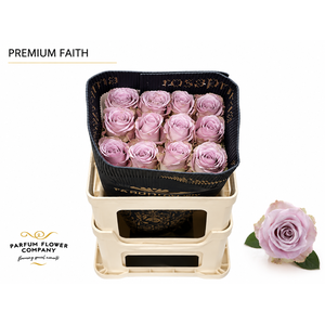 Rosa Premium Faith