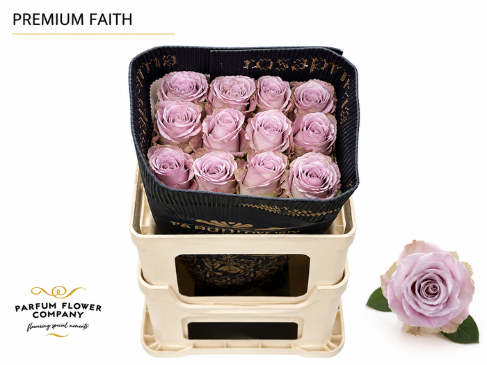 <h4>Rosa Premium Faith</h4>