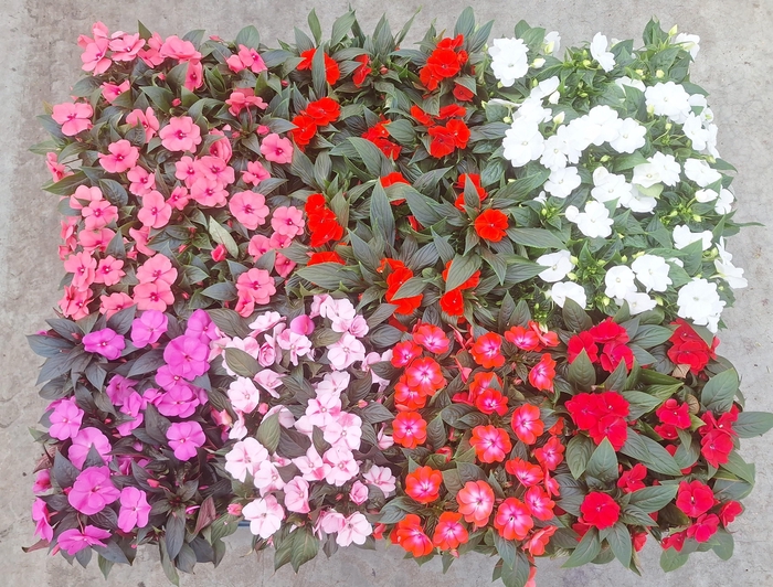 <h4>IMPAT NG GEM 6 KL</h4>