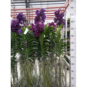 Vanda hybrids
