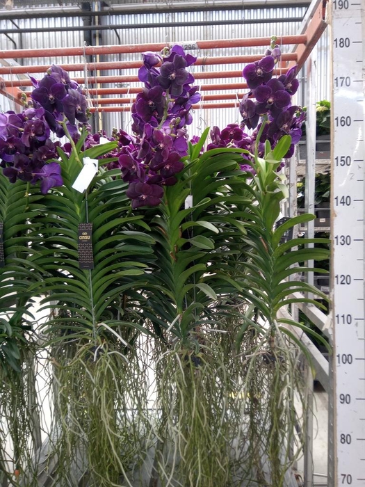 <h4>Vanda hybrids</h4>