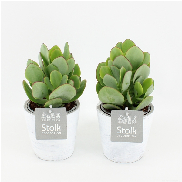 <h4>Crassula Arborescens 10,5 in White Wash pot</h4>