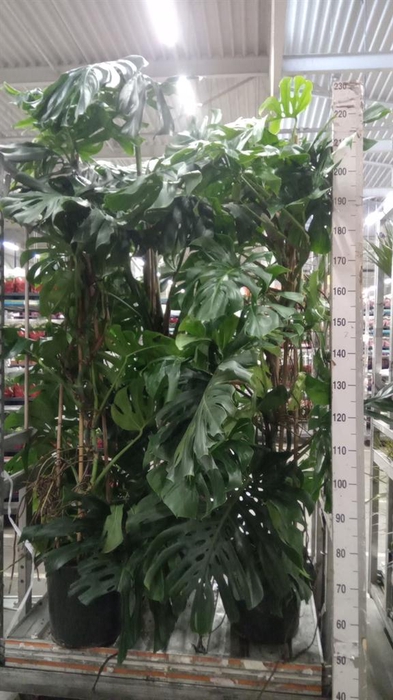 <h4>Monstera delic.</h4>