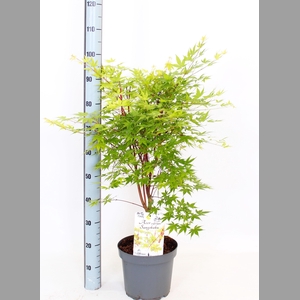 ACER PA SANGOKAKU