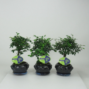 Zelkova parvifolia, 13cm., broom, with driptray