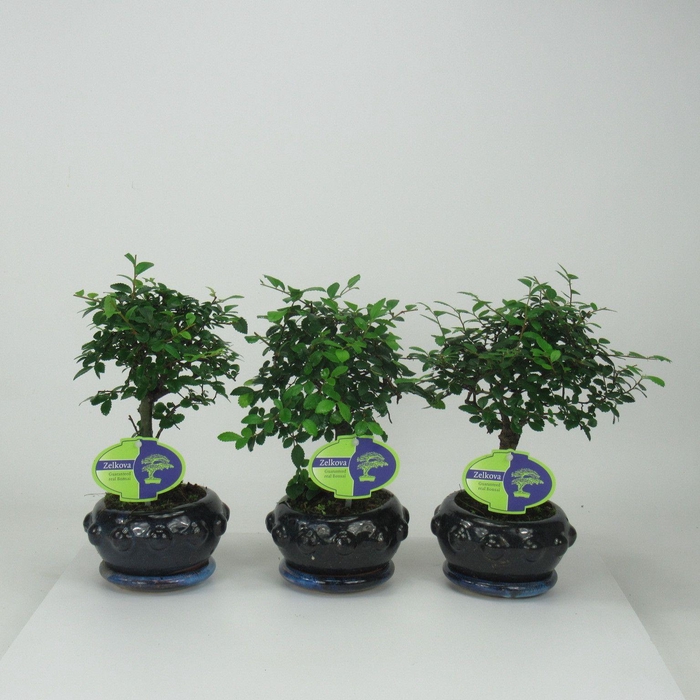 <h4>Zelkova parvifolia, 13cm., broom, with driptray</h4>