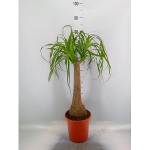 Beaucarnea recurvata