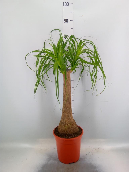 <h4>Beaucarnea recurvata</h4>